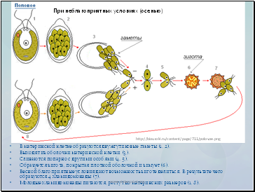 Alge - biologie de prezentare