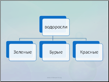 Водорості - презентація біологія