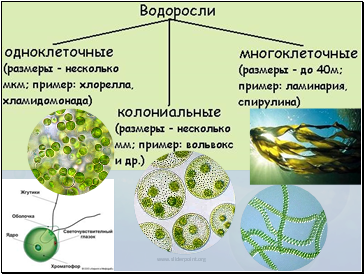 Alge - biologie de prezentare