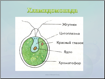 Водорості - презентація біологія