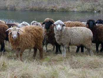 Wolfherthosis de ovine și caprine, omedvet