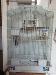 Budgies és cockatiel mint Corell hozzászoktatni, hogy a kezét (SHA) küldő (kéz) Budgies és cockatiel mint Corell hozzászoktatni a kéz (sha) hírlevél