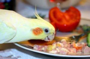 Budgies és cockatiel mint Corell hozzászoktatni, hogy a kezét (SHA) küldő (cockatiel) Budgies és cockatiel mint Corell hozzászoktatni a kéz (sha) hírlevél