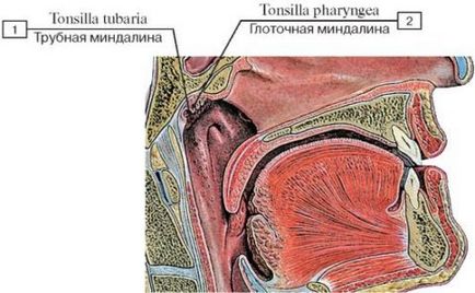 Amigoalele inflamate cu angina pectorală