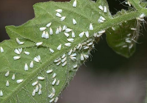 Pestul de albăstrui înseamnă să lupți cum să scapi de o insectă