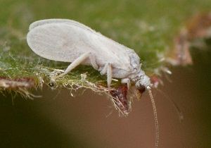 Шкідник белокрилка засоби боротьби, як позбутися від комахи