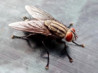 Шкідник белокрилка засоби боротьби, як позбутися від комахи