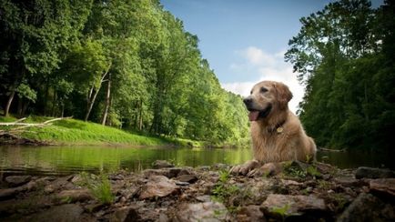 Totul despre regulile câmpului de mers pe jos, legea, locurile, regularitatea, animalele de companie obișnuite