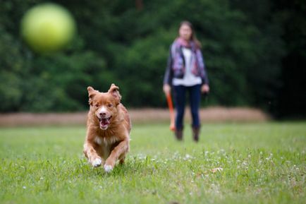 Az összes kutya barangolási szabályok, a törvény helyezi szabályszerűségét hozzászoktatni kedvence