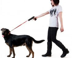Az összes kutya barangolási szabályok, a törvény helyezi szabályszerűségét hozzászoktatni kedvence