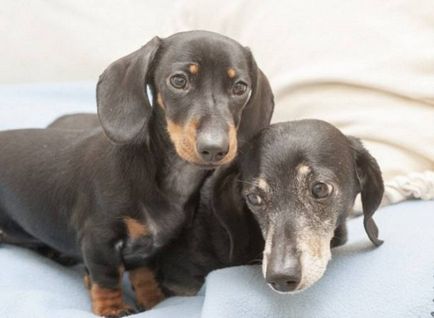 Primul câine clonat a apărut în Marea Britanie