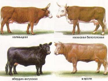Характеристика молочних порід корів