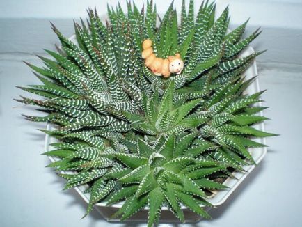 Haworthia (75 fotó) otthoni gondozást, csíkos, gyöngy, és a nevek, reprodukció (Haworthia) Haworthia (75 fotó) ápolási otthon, csíkos, gyöngy, és a nevek, a szaporodás,