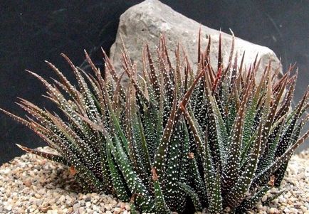 Haworthia (75 fotó) otthoni gondozást, csíkos, gyöngy, és a nevek, sokszorosítás (feltételek) Haworthia (75 fotó) ápolási otthon, csíkos, gyöngy, és a nevek, a szaporodás,