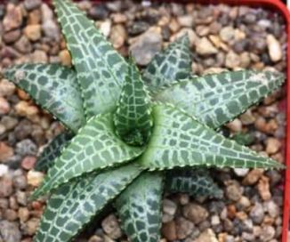 Haworthia (75 fotó) otthoni gondozást, csíkos, gyöngy, és a nevek, sokszorosítás (feltételek) Haworthia (75 fotó) ápolási otthon, csíkos, gyöngy, és a nevek, a szaporodás,