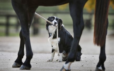 Хека - собака, яка вміє їздити верхи на коні, умкра