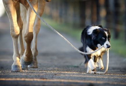 Hecan - un câine care poate călări un cal, umkra