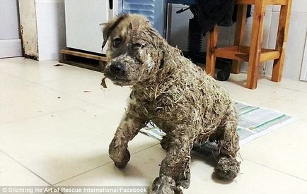 Câinele principal a salvat câinele rătăcit de la frig (6 fotografii)