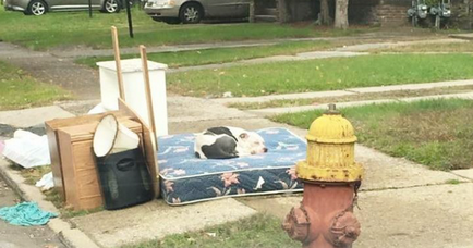 Câinele principal a salvat câinele rătăcit de la frig (6 fotografii)