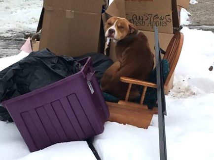 Câinele principal a salvat câinele rătăcit de la frig (6 fotografii)