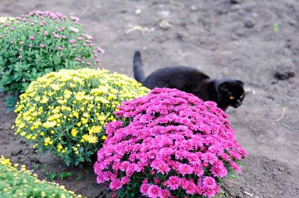 Cultivarea și îngrijirea globulară a chrysanthemului, plantarea în toamnă