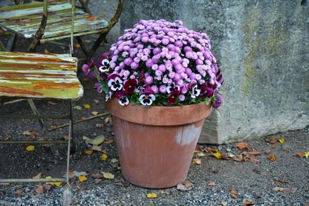 Cultivarea și îngrijirea globulară a chrysanthemului, plantarea în toamnă