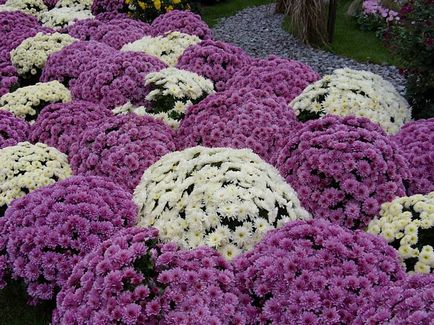 Cultivarea și îngrijirea globulară a chrysanthemului, plantarea în toamnă