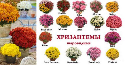 Cultivarea și îngrijirea globulară a chrysanthemului, plantarea în toamnă