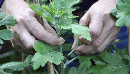 Cultivarea și îngrijirea globulară a chrysanthemului, plantarea în toamnă