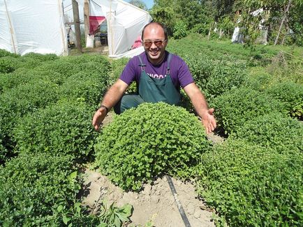 Cultivarea și îngrijirea globulară a chrysanthemului, plantarea în toamnă