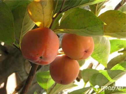 Persimmon femeie rusă, Răsaduri de curmale, Plantarea de curmale