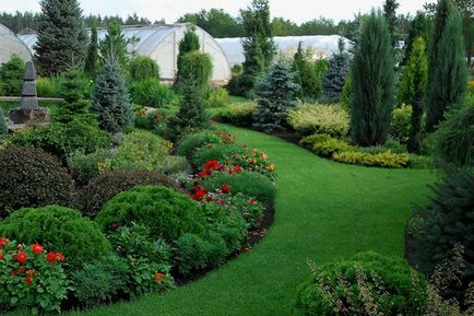 Хвойники і троянди в ландшафтному дизайні, фото