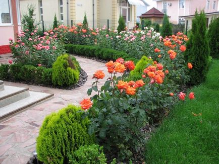 Khvoyniki și trandafiri în design peisagistic, foto