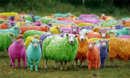 De ce scotii culorizează oile agrare