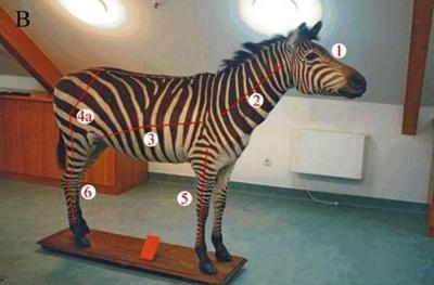Zebra - informații pentru examinare