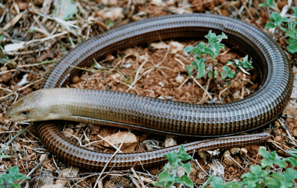 Zheltopuzik - o șopârlă care este confuză cu un șarpe - fotografii și video