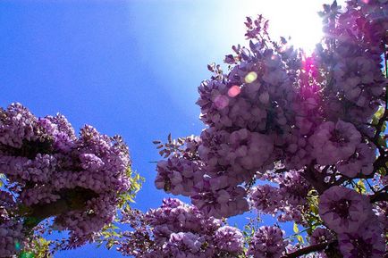 Мальовничий острів капрі (capri), італія, позитивний інтернет-журнал