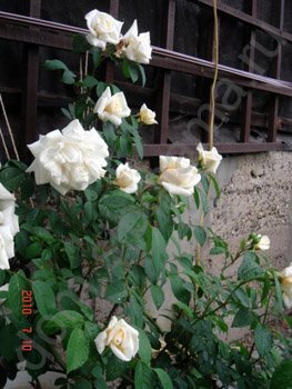 Зимівля троянд в сибіру - дачний квітник