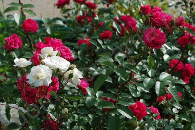 Trandafiri trandafiri în Siberia - o grădină de flori