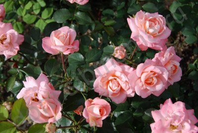 Trandafiri trandafiri în Siberia - o grădină de flori