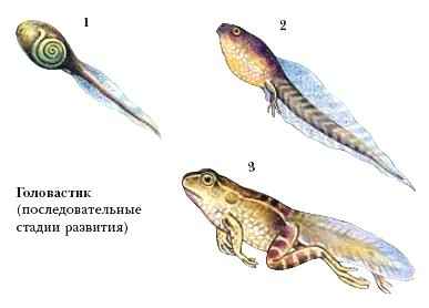 Semnificația cuvântului tadpole