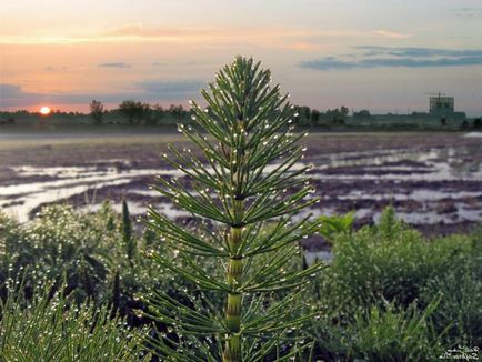 Horsetails érték az emberi élet, és szerepük a természetben (humán) Horsetails érték az emberi élet, és azok szerepe a természetben