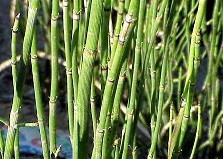 Horsetails érték az emberi élet, és szerepük a természetben (horsetails) Horsetails érték az emberi élet, és azok szerepe a természetben