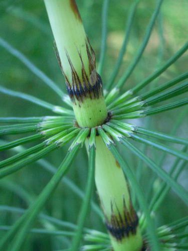 Horsetails érték az emberi élet, és szerepük a természetben (humán) Horsetails érték az emberi élet, és azok szerepe a természetben