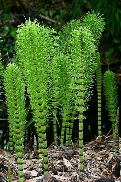 Horsetails érték az emberi élet, és szerepük a természetben (jelentés) Horsetails érték az emberi élet, és azok szerepe a természetben