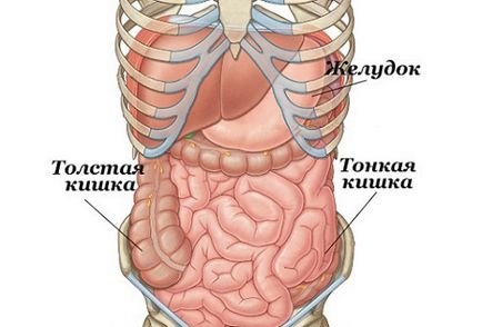 Звіробій для чоловіків корисні властивості і вплив на потенцію