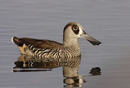 14 Speciile incredibile de rațe sălbatice - o lume uimitoare a animalelor