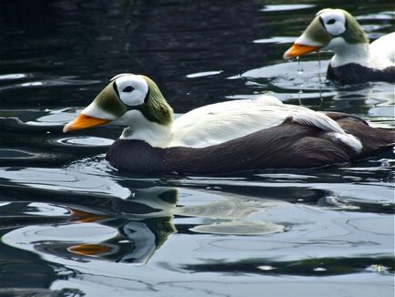 14 Speciile incredibile de rațe sălbatice - o lume uimitoare a animalelor