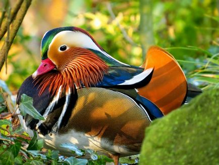 14 Неймовірних видів диких качок - дивовижний світ тварин