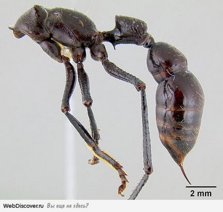 2 Найнебезпечніших виду мурашок